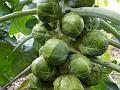 2010-1009-1230_Brussels_Sprouts_15,9C
